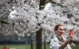 تصاویر شکوفه‌های بهاری,عکس شکوفه ها در بهار,تصاویری از فصل بهار