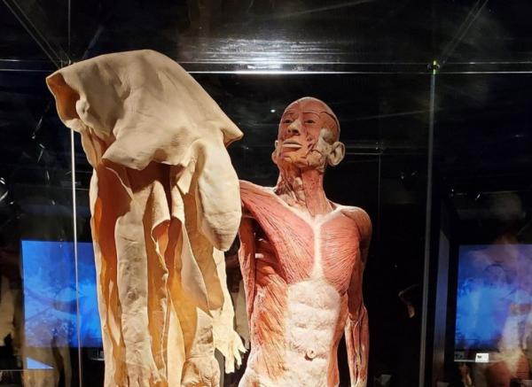 نمایشگاه جنجالی دنیای بدن,نمایشگاه دنیای بدن