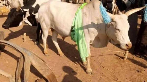 گاو,تعداد بیشتر گاوها از انسان در سودان جنوبی