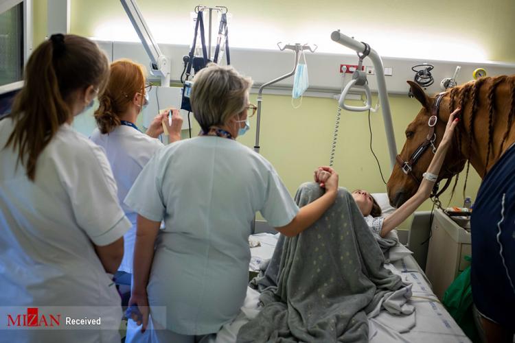 تصاویر درمان بیماران سرطانی توسط اسب,عکس های درمان بیماران سرطانی,تصاویر روحیه دادن یک اسب به بیماران سرطانی