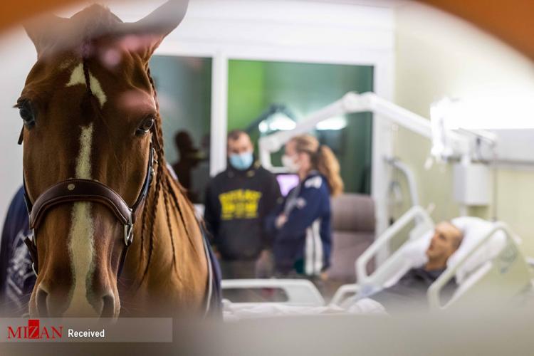 تصاویر درمان بیماران سرطانی توسط اسب,عکس های درمان بیماران سرطانی,تصاویر روحیه دادن یک اسب به بیماران سرطانی