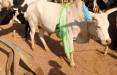 گاو,تعداد بیشتر گاوها از انسان در سودان جنوبی