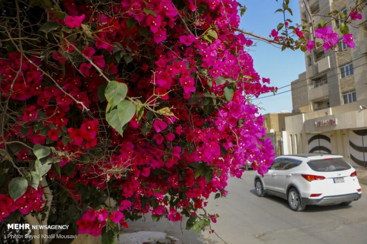 تصاویر اهواز در محاصره گل های کاغذی,عکس های گل های کاغذی در اهواز,تصاویری از تزئین شهر اهواز با گل های کاغذی