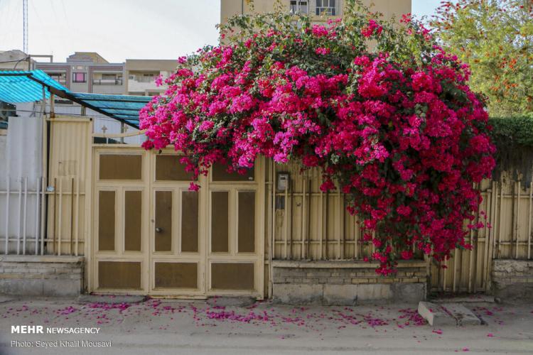 تصاویر اهواز در محاصره گل های کاغذی,عکس های گل های کاغذی در اهواز,تصاویری از تزئین شهر اهواز با گل های کاغذی