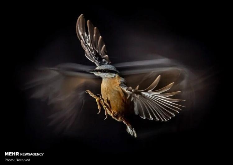 فینالیست های مسابقه عکاسی از پرندگان سال ۲۰۲۱,تصاویر حیوانات,مسابقه عکاسی از پرندگان سال ۲۰۲۱