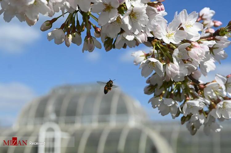 تصاویر شکوفه‌های بهاری,عکس شکوفه ها در بهار,تصاویری از فصل بهار