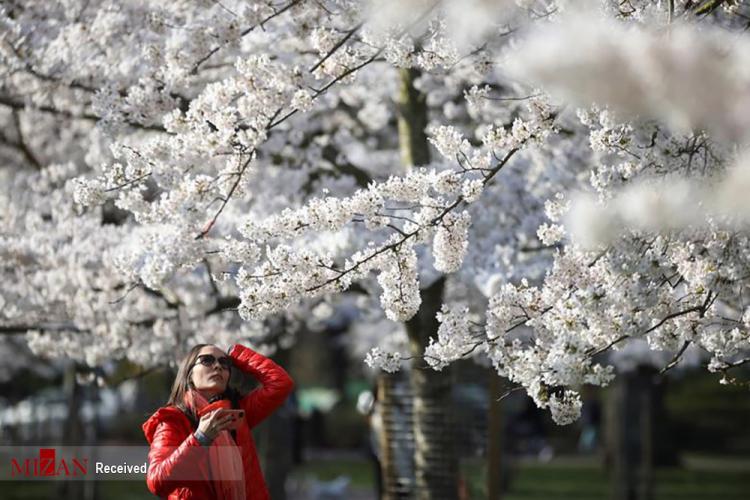 تصاویر شکوفه‌های بهاری,عکس شکوفه ها در بهار,تصاویری از فصل بهار