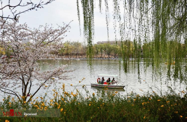تصاویر فستیوال بهاری در کنار درختان شکوفان آلبالو در چین ,عکس های فستیوال بهاری در چین,تصاویر فستیوال بهاری در کشور چین