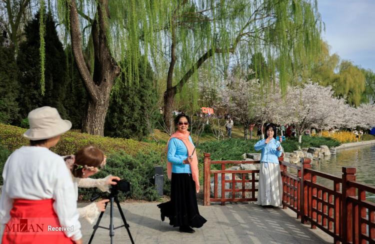 تصاویر فستیوال بهاری در کنار درختان شکوفان آلبالو در چین ,عکس های فستیوال بهاری در چین,تصاویر فستیوال بهاری در کشور چین