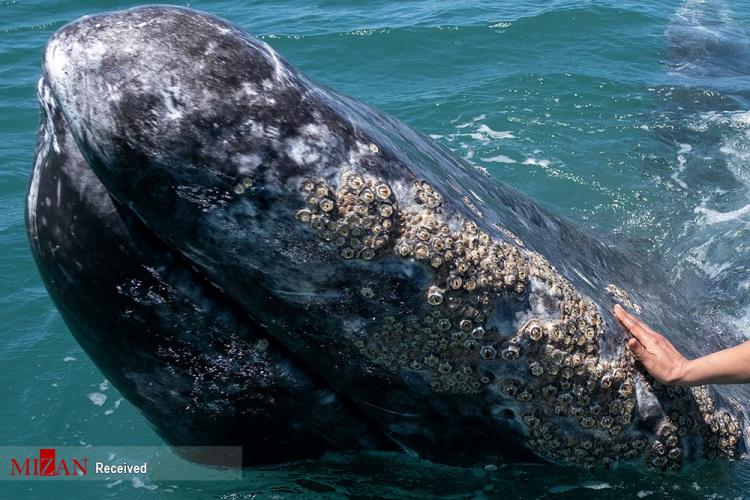 تصاویر تماشای نهنگ در مکزیک,عکس های نهنگ ها در مکزیک,تصاویری از نهنگ ها در کشور مکزیک