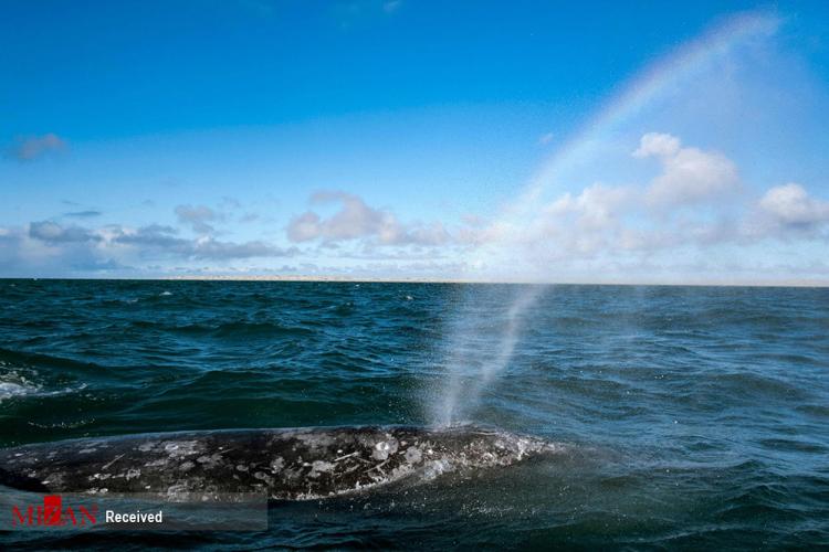 تصاویر تماشای نهنگ در مکزیک,عکس های نهنگ ها در مکزیک,تصاویری از نهنگ ها در کشور مکزیک