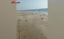 فیلم/ تلف شدن گربه ماهی ها در ساحل جاسک