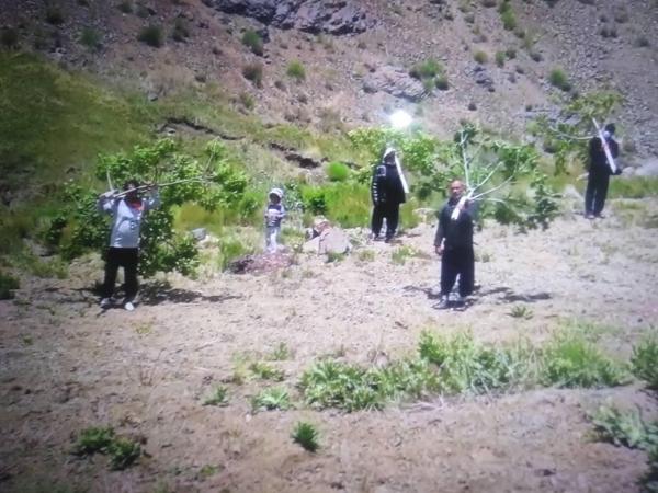 اختلافات محلی در یک روستاهای کرمان,قطع درختان در کرمان
