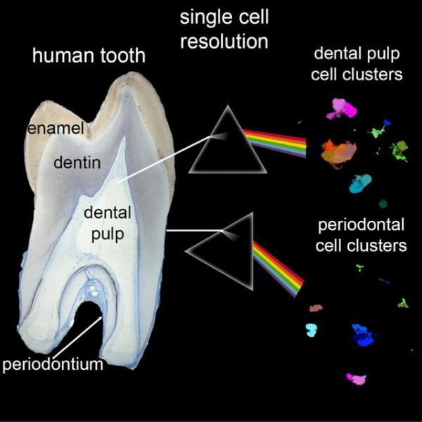 اولین اطلس کامل سلولی دندان‌های انسان,دندان انسان