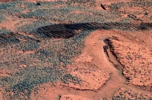 وجود قارچ در مریخ,قارچ در مریخ