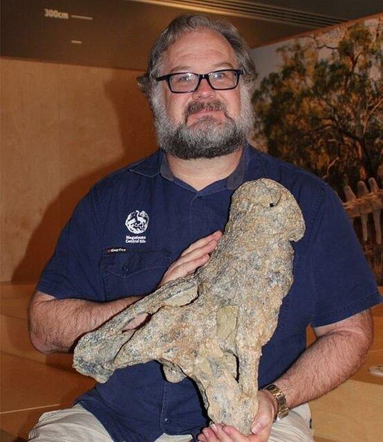 جمجمه جمجمه,جمجمه تمساح