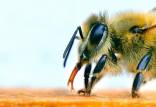 زنبور,استفاده از زنبور به عنوان تست کرونا