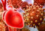 احتمال نارسایی قلبی در بیماران کرونایی,ویروس کرونا