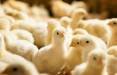 اتحادیه سراسری مرغ گوشتی کشور,قیمت مرغ در بازار