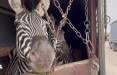 مرگ دومین گورخر آفریقایی باغ‌ وحش صفادشت,باغ‌ وحش صفادشت