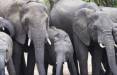 فیل,انتقام فیل‌های آفریقایی از شکارچی