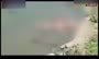 فیلم/ انداختن اجساد قربانیان کرونا در رودخانه گنگ هند