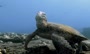 فیلم | ویدیویی نادر از چرت زدن لاکپشت دریایی