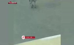 فیلم/ شناسایی متهم حیوان آزاری در شرق مازندران
