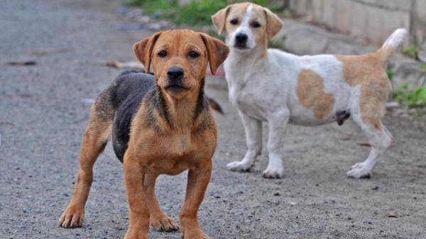 ویروس کرونا در بین سگها,هفت نوع ویروس بین حیوانات