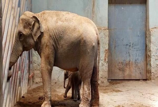 آخرین وضعیت فیل تازه متولدشده در باغ وحش ارم,فیل
