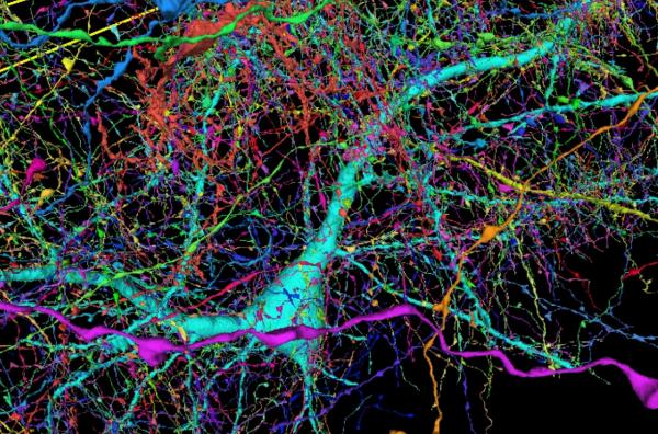 تهیه نقشه سه‌بعدی مغز توسط محققان گوگل و هاروارد,مغز