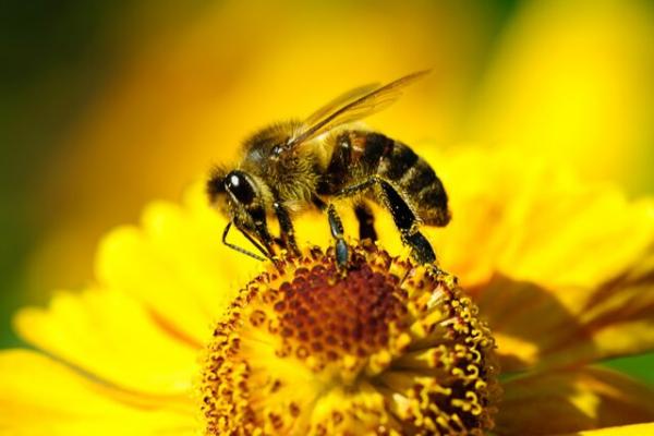 زنبور,ذراتی برای مصون کردن زنبور در برابر حشره‌کش‌ها