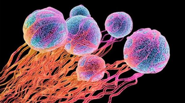 بقای سلول‌های سرطانی با کمک ژن پیری,سلول سرطانی
