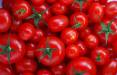 چرایی افزایش قیمت گوجه فرنگی,نرخ گوجه فرنگی درجه یک