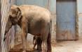 آخرین وضعیت فیل تازه متولدشده در باغ وحش ارم,فیل