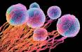 بقای سلول‌های سرطانی با کمک ژن پیری,سلول سرطانی