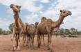 شتران قطری مسافران پرحاشیه گمرک,شتر