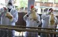 سرایت نوع جدید آنفلوانزای مرغی به انسان در چین,آنفلوانزای مرغی در چین