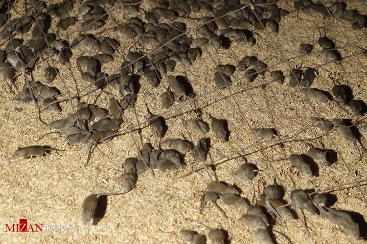 تصاویر طاعون موش در استرالیا,عکس های طاعون موش در استرالیا