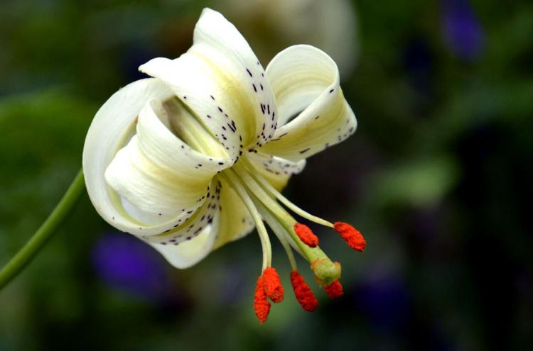تصاویر شکوفایی نادرترین گل جهان در گیلان,عکس های گلی نادر در گیلان,تصاویر گل سوسن چلچراغ