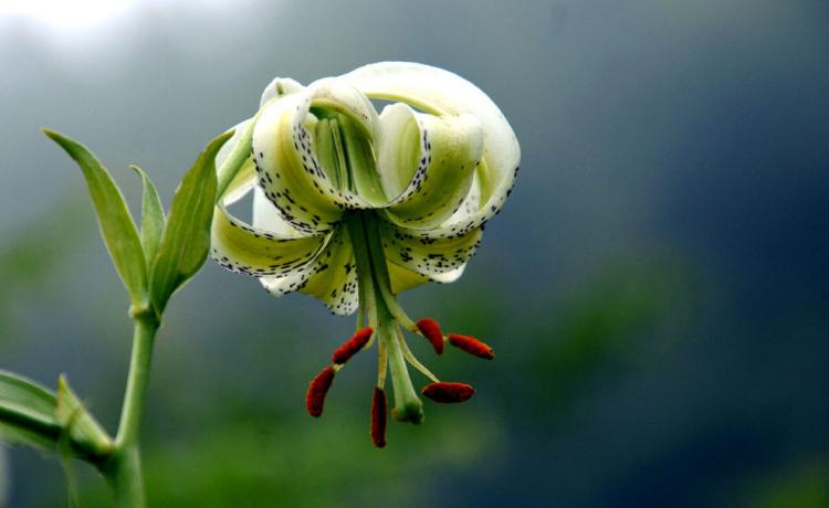 تصاویر شکوفایی نادرترین گل جهان در گیلان,عکس های گلی نادر در گیلان,تصاویر گل سوسن چلچراغ