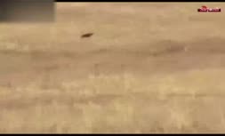 فیلم/ حمله باورنکردنی و مرگبار عقاب به یک گرگ غول‌پیکر