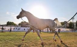 تصاویر جشنواره ملی زیبایی اسب اصیل عرب,عکس های جشنواره اسب در اردبیل,عکس های دومین جشنواره زیبایی اسب اصیل عرب در اردبیل