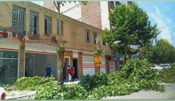 قطع درختان در یاسوج به خاطر تابلوی یک فروشگاه,قطع درختان در یاسوج