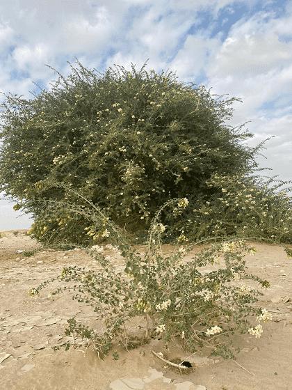 کشف درختی بی نظیر در عمان,درختی فوق العاده در عمان