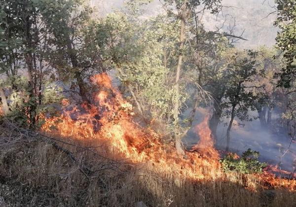 آتش سوزی در جنگل های گچساران,آتش گرفتن جنگل ها و مراتع منطقه حفاظت شده خامی