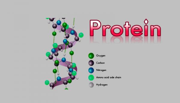 پروتئین,محاسبه ساختارهای پروتئینی با هوش مصنوعی