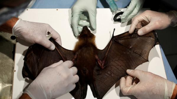 ویروس کرونا,گونه‌ای جدید از ویروس کرونا در خفاش‌های انگلیسی