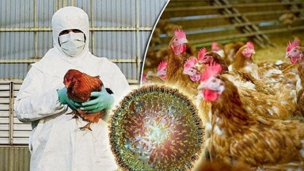 آنفلوانزای مرغی,مرگ با آنفلوانزای مرغی در هند