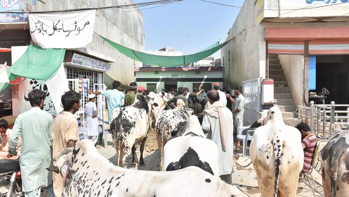 تصاویر بازار فروش حیوانات در پاکستان در آستانه عید قربان,عکس های استقبال از عید قربان در پاکستان,تصاویر فروش حیوانات در پاکستان به مناسبت عید قربان